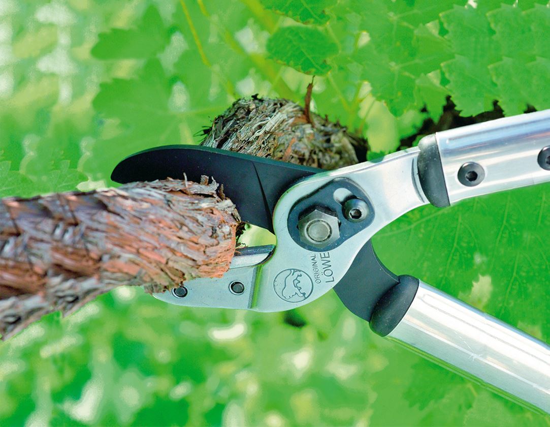 Scissors: Anvil pruning shears Löwe 20